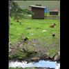 IMG_6850
20/06/2004 4:41:03 PM